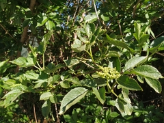 Sambucus nigra