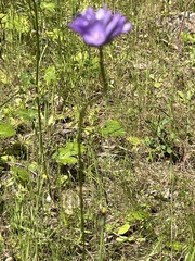 Dichelostemma