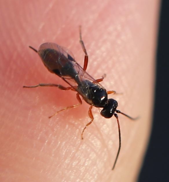 Bathythrix pellucidator