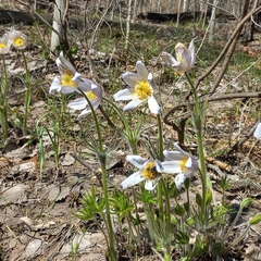 Pulsatilla patens