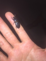 Odontotaenius