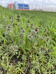 Lamium amplexicaule orientale