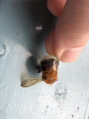 Bombus hypnorum