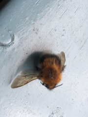 Bombus hypnorum