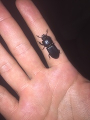 Odontotaenius