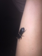 Odontotaenius