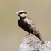 Ashy-crowned Sparrow-Lark - Photo (c) dhanapal, some rights reserved (CC BY-NC), uploaded by dhanapal