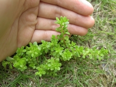 Sedum formosanum