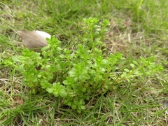 Sedum formosanum