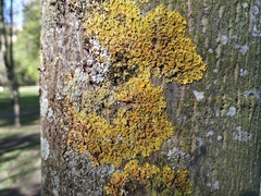 Xanthoria parietina