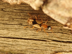 Demetrias imperialis