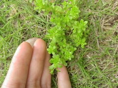 Sedum formosanum