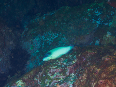 Anampses neoguinaicus