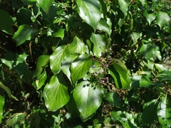 Hedera helix