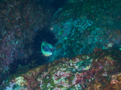 Anampses neoguinaicus