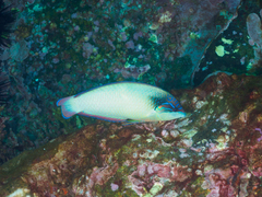 Anampses neoguinaicus
