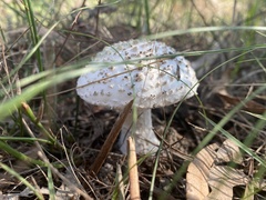 Amanita ochrophylloides