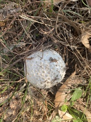 Amanita ochrophylloides