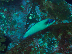 Anampses neoguinaicus