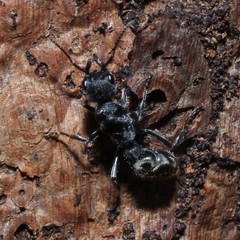 Myrmecia gilberti