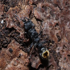 Myrmecia gilberti