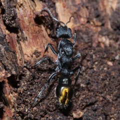 Myrmecia gilberti