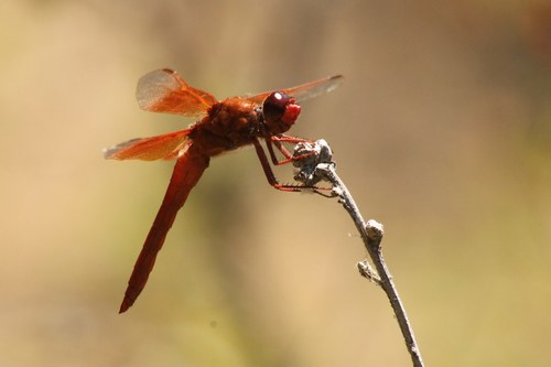iNaturalist observation photo of Flame Skimmer
