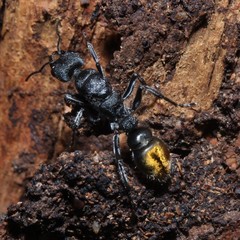 Myrmecia gilberti
