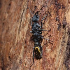 Myrmecia gilberti
