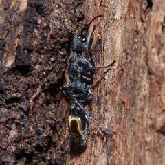 Myrmecia gilberti