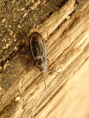 Bembidion biguttatum