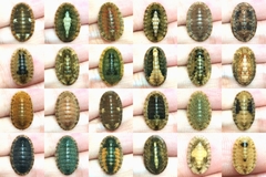 Ischnochiton comptus