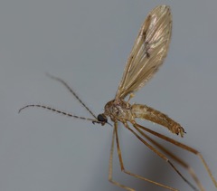 Amphineurus insulsus