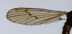 Amphineurus insulsus