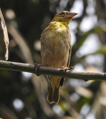 Ploceus cucullatus