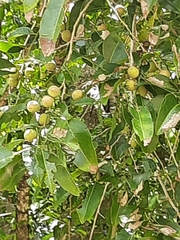 Putranjiva roxburghii