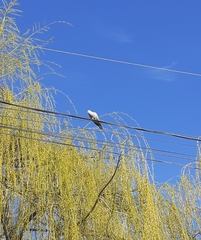 Streptopelia decaocto