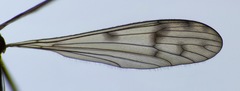 Nothophila fuscana