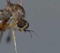 Nothophila fuscana