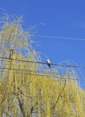 Streptopelia decaocto