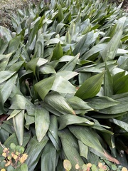 Aspidistra