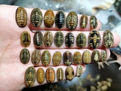 Ischnochiton comptus