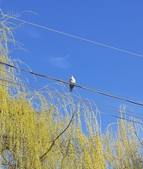 Streptopelia decaocto