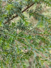 Sannantha bidwillii
