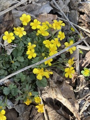 Ranunculus franchetii