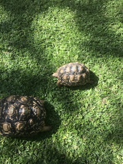 Stigmochelys pardalis