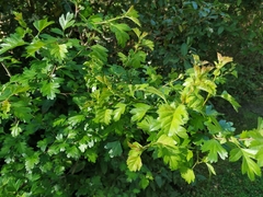Crataegus monogyna