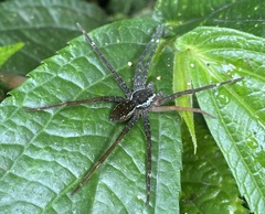 Dolomedes raptor
