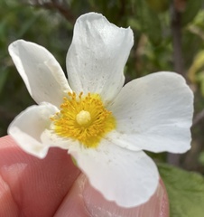 Cistus salviifolius
