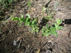 Hylotelephium maximum maximum